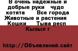 В очень надежные и добрые руки - чудо - котята!!! - Все города Животные и растения » Кошки   . Тыва респ.,Кызыл г.